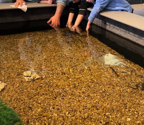 Doctor fish cleaning