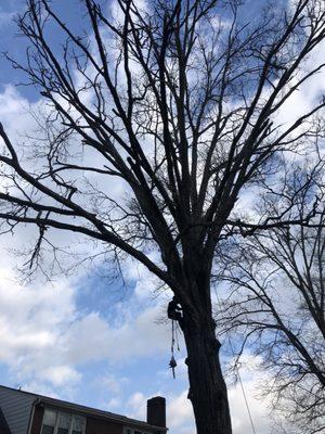 Davenport Tree & Landscape Service