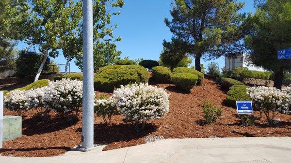 New Landscaping for Clear Lake Walmart!!