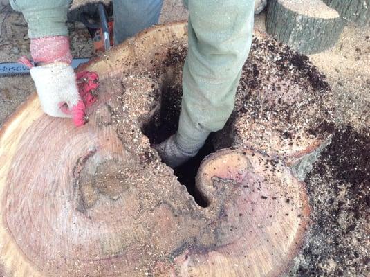 Tree looked healthy on the outside, this is the cavity that was on the inside weakening the Integrity of the tree