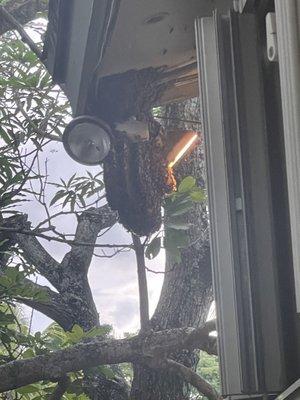 Bees hanging on a light fixture outside the home.