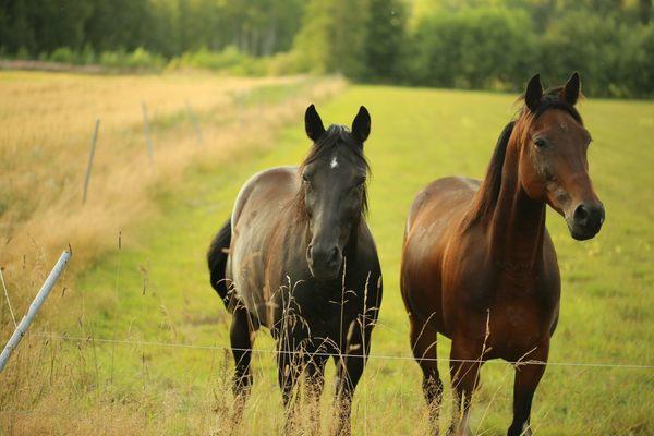 Give your horses the security and protection they need!