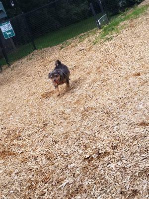 He just loves to go fetch the ball and bring it back