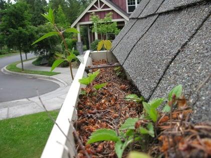 Bainbridge Island gutter cleaning