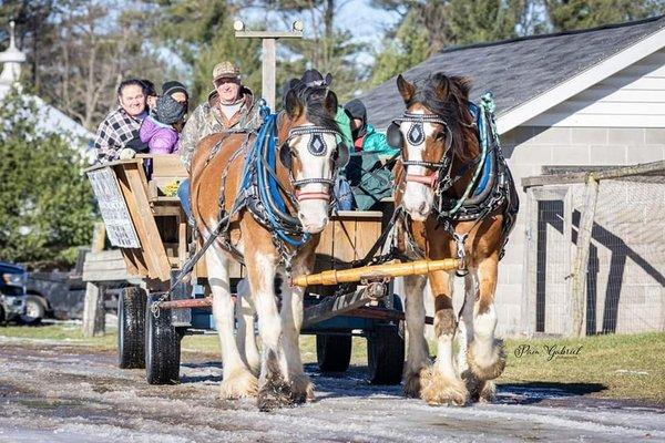 Carson & Cody the Clydesdales doing a fall wagon ride!