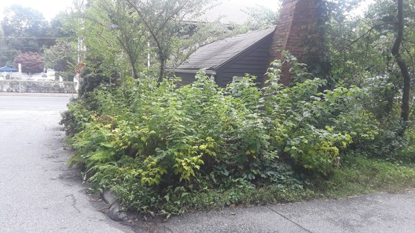 Roadside raspberry patch.