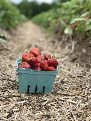 Chipman Farm Upick Strawberries