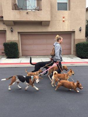 Follow the Leader Dog Training