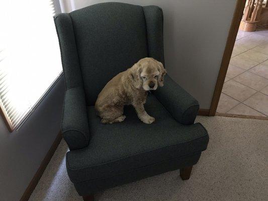 New office chair, dog wasn't included. :):):)