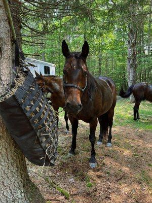 Patchwork Horse Sales & Trail Riding