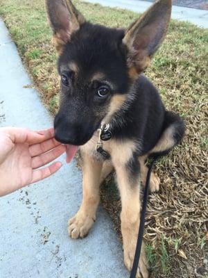 10 week old Schumacher...training starts early!