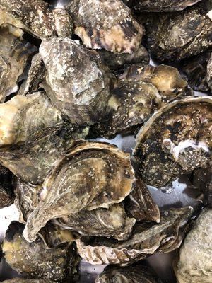 We have oysters from Bahia Falsa, Mexico at $10.99 a dozen closed or a box of 10 Dozen for $58. Please call us ahead of time for avail.