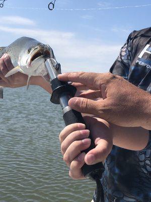 Speckled Trout have teeth. Rockport Texas. Matt Dodson. Swan Landing Fly Shop.