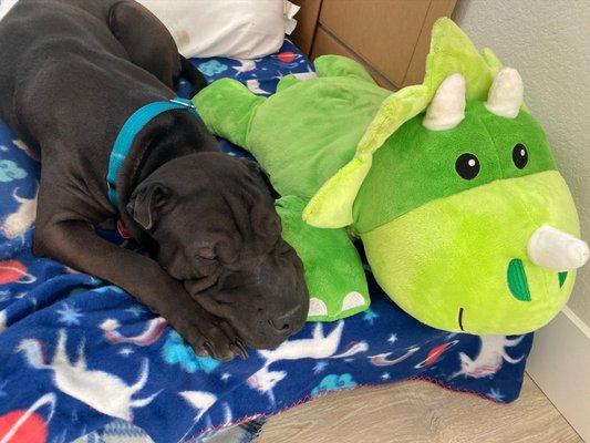 SharPei and Dinger