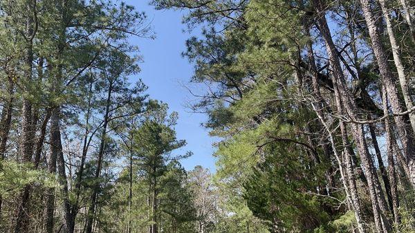 Nice wide shot of driving in the woods of the park.