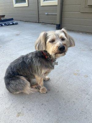 Yorkie mix cut