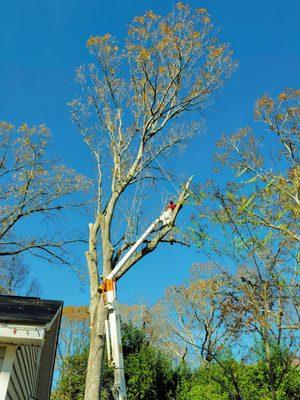 Augusta Tree Removal