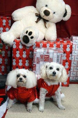 Emma and Tinker are ready for woofmas treats