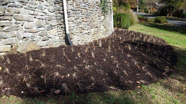 Croton on Hudson mini grassland with switchgrass and little bluestem newly installed with grass plugs (baby plants).