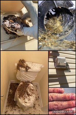 Birds nest and bird mites removal