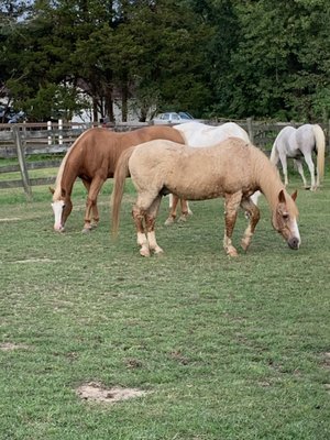 Horses