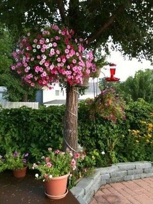 Patio flowers at BBQ area