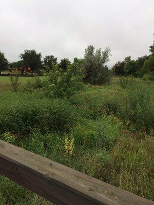 Wildflowers, thistles, creek, bridge across to the Lodges and the Maybee Center.