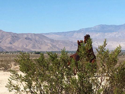 Anza Borrego desert