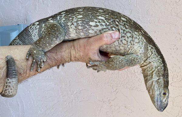 Juvenile Female White Throat Monitor