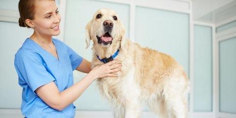 3 Reasons for Cat & Dog Vaccination