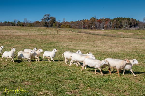 galloping in for food!