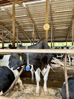 Great Brook Dairy Farm