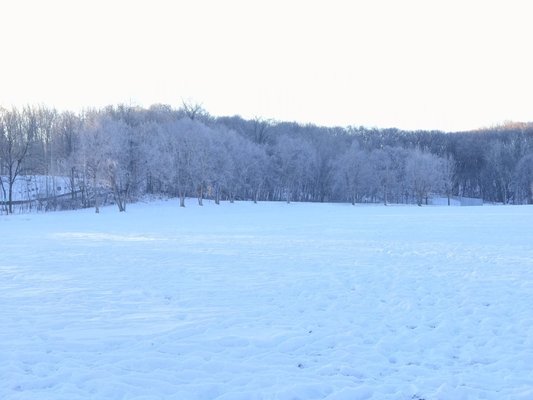 Frosted trees