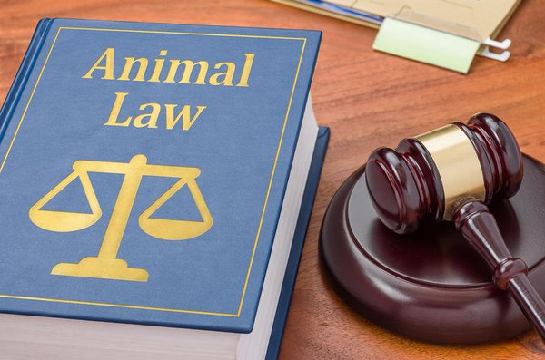 animal law lyons law firm Washington pa