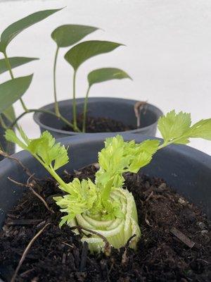 Gardening and nutrition workshop, growing celery