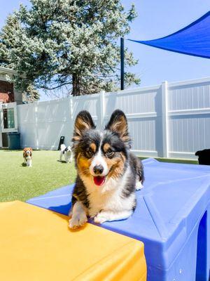 Daycare pups!