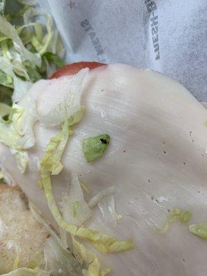 Bug in my sandwhich