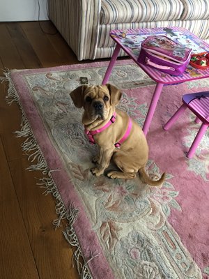 Sophie the 9 year old pug cocker spaniel shar pei mix