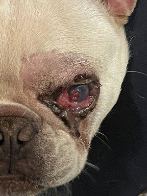 Punctured eye at Spa Paw