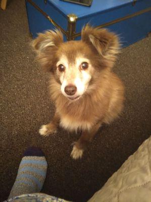 Dog, long-haired chihuahua mix, named Rocky