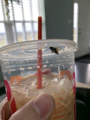 Fly In Drink