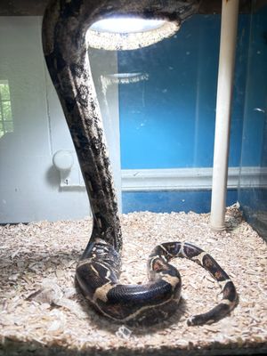 Red Tail Boa Tiberious. Very grateful for Komodo reptile feed as he only eats live rats