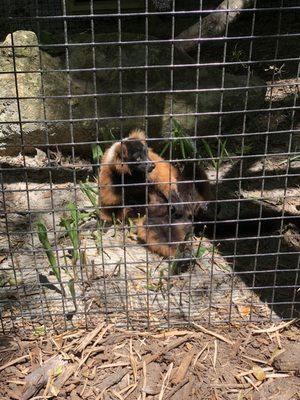 red-ruffed lemur