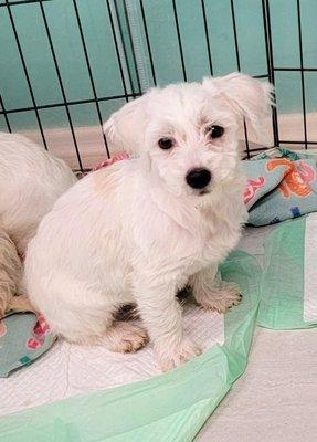 MALITPOO BOY looking for love and kisses.  Check us out at LOGANPUPPYLOVE.DOG.  
Or call /text at 843-475-8189 for information