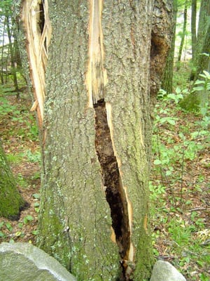 Rotten tree from inside. Just before falling on top of the house. Colonial dr, Pelham NH.