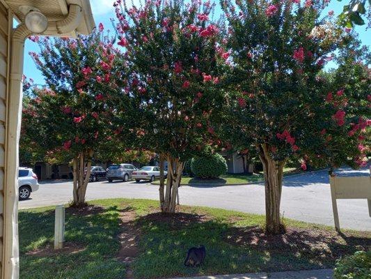 Colorful Crape Myrtle trees at The Pines.