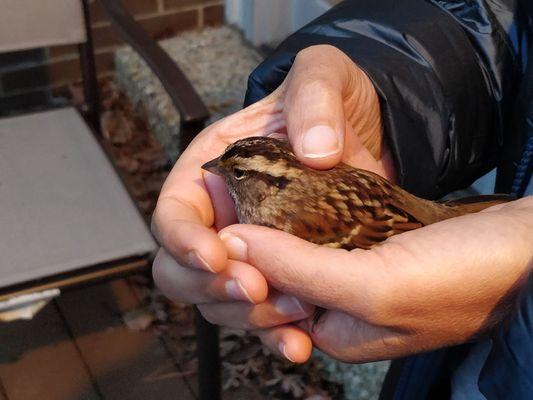 Reiki and birds that fly into windows