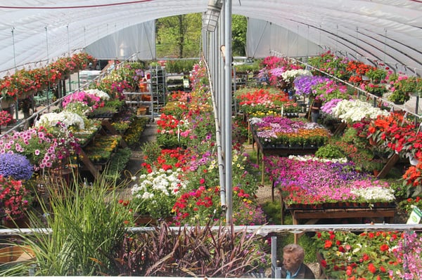 One of our outdoor covered shopping areas.  Loaded with colorful annuals.