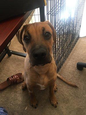 "More Pumpkin rawhide please!"