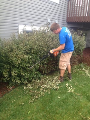 Shrub Trimming